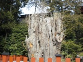 110217ギャラクシーツアー (16).JPG